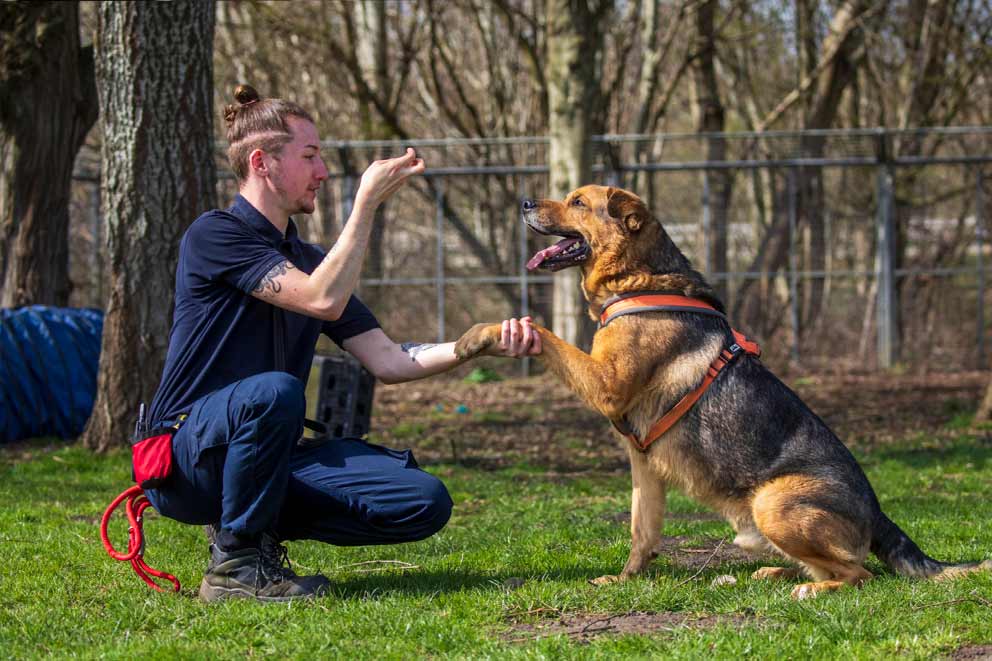 Caring Dogs