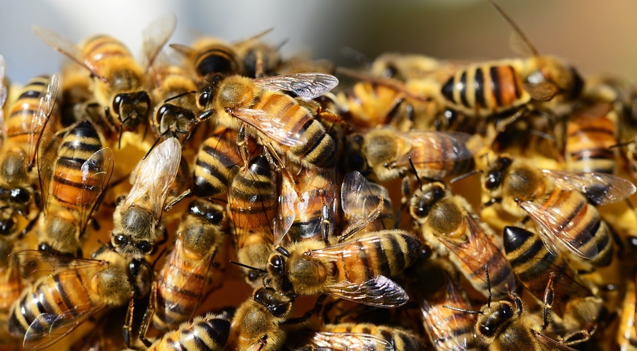 Contrôle des insectes: extermination abeille et gestion des espèces invasives