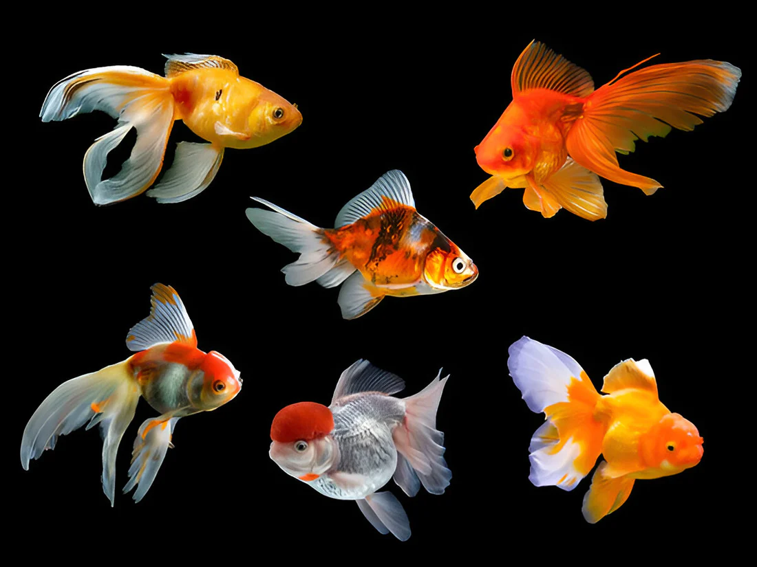	
comet goldfish